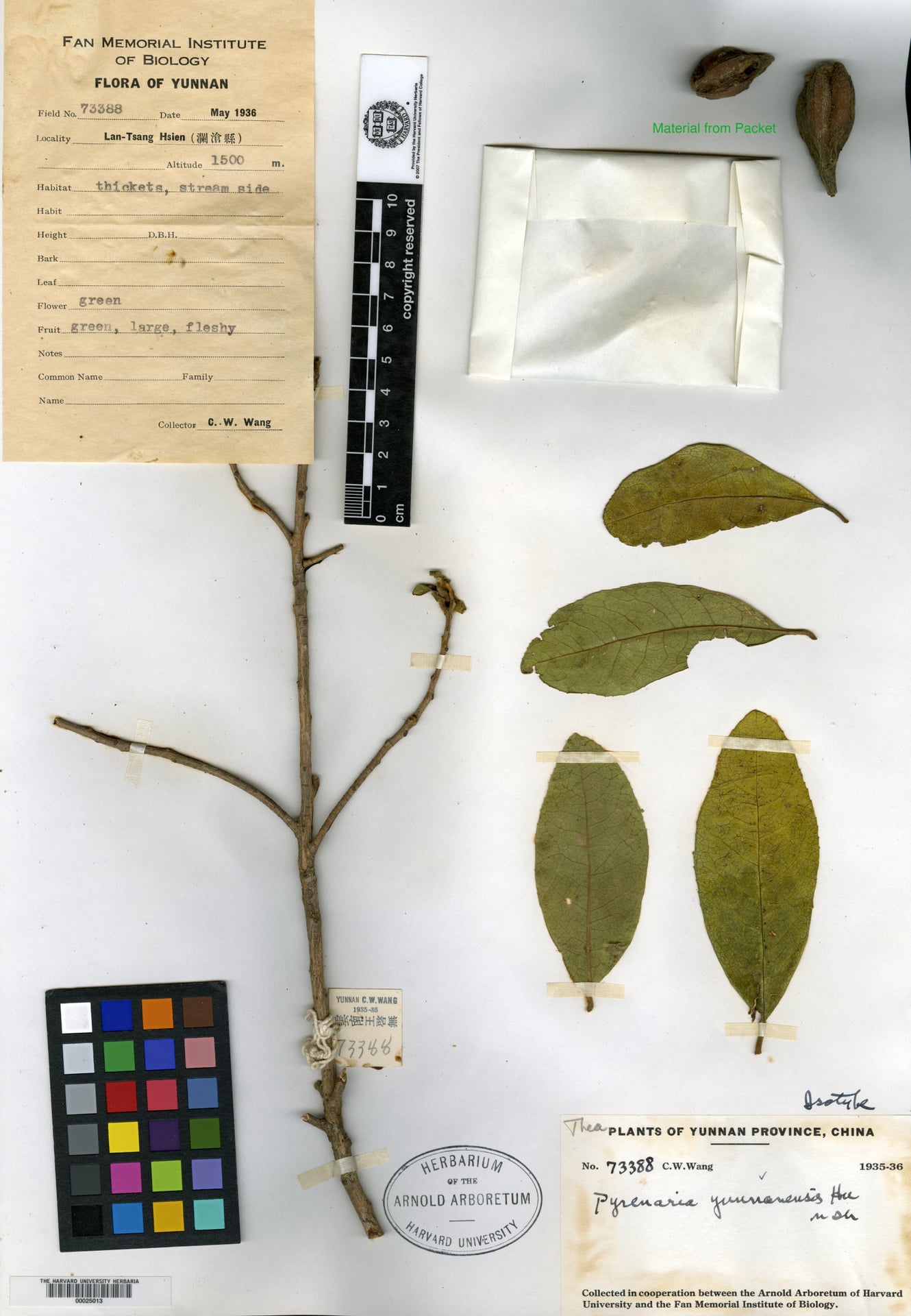 Pyrenaria diospyricarpa — photo