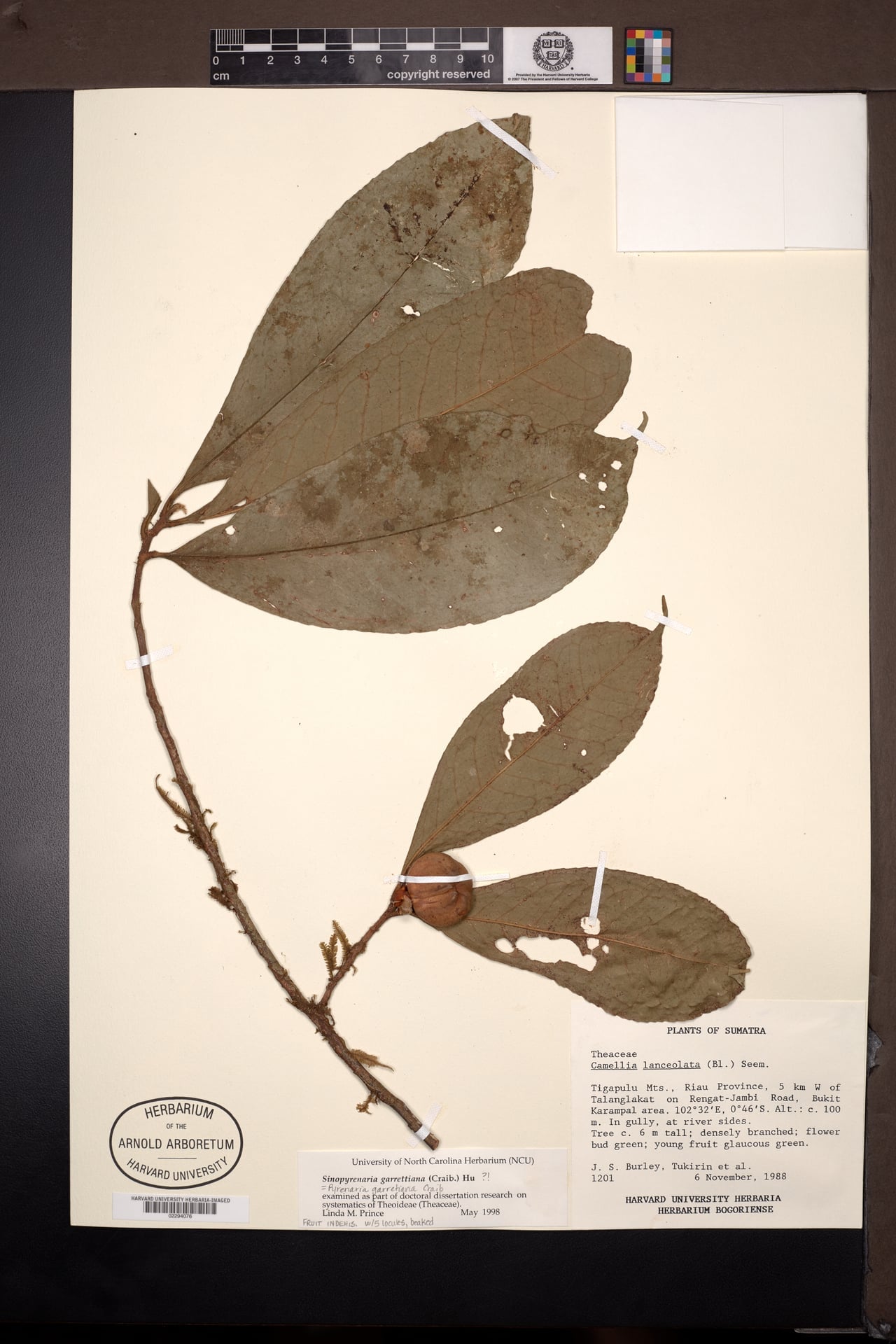 Pyrenaria diospyricarpa