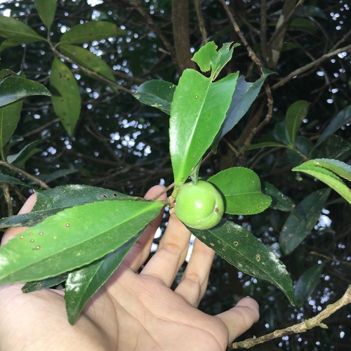Pyrenaria microcarpa var. ovalifolia — photo