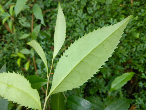 Pyrenaria microcarpa var. ovalifolia — photo