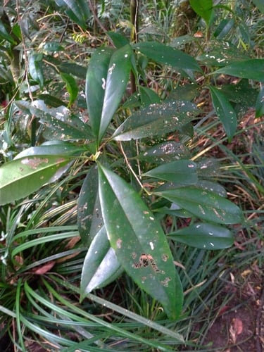 Pyrenaria microcarpa var. ovalifolia
