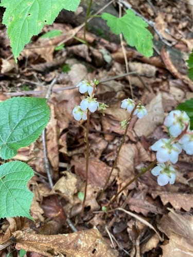 Pyrola japonica — photo