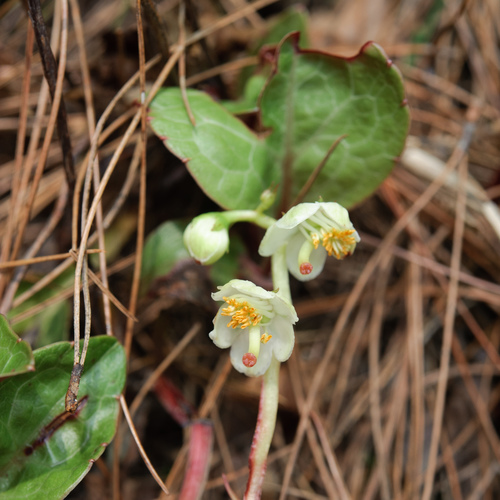 Pyrola japonica