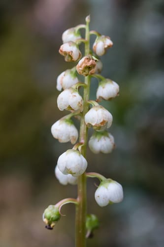 Pyrola minor (Common Wintergreen) — photo