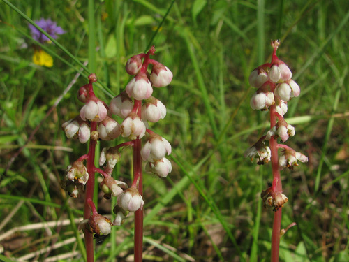 Pyrola minor