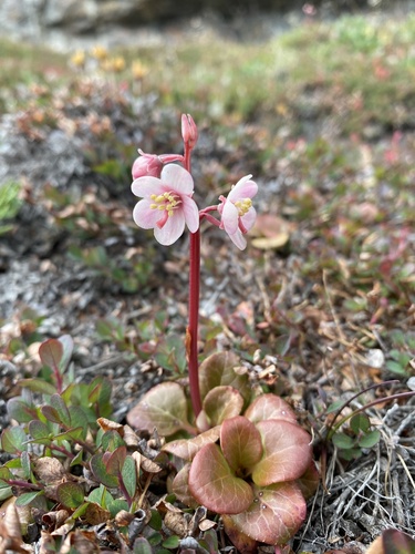 Pyrola rotundifolia — photo