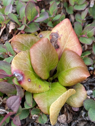 Pyrola rotundifolia — photo