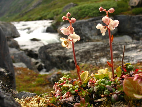 Pyrola rotundifolia