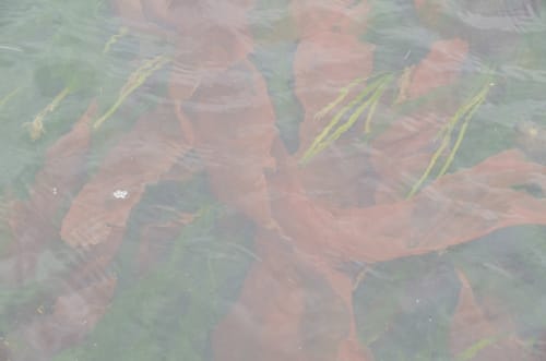 Pyropia abbottiae (Red laver) — photo