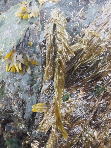 Pyropia abbottiae