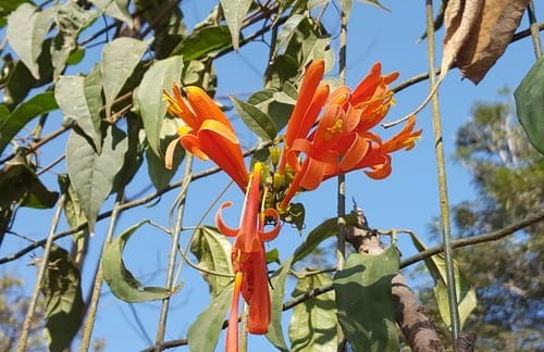 Pyrostegia venusta (Flaming trumpet) — photo