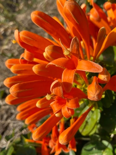 Pyrostegia venusta