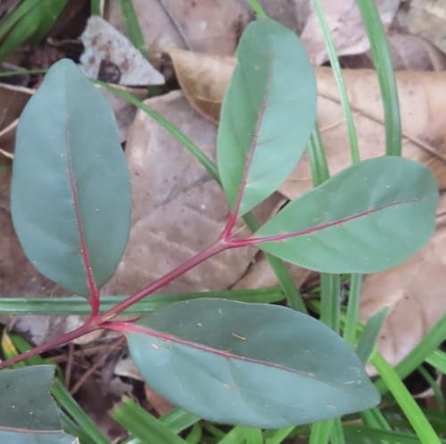 Pyrostria bibracteata (Zimbabwe porcupine bush) — photo