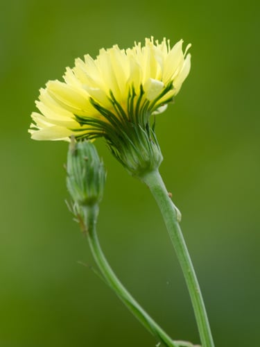 Pyrrhopappus carolinianus (Carolina desert chicory) — photo