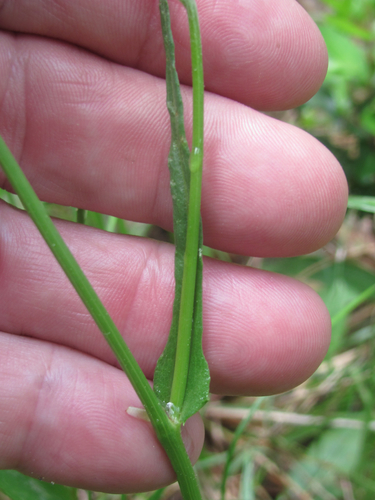 Pyrrhopappus carolinianus (Carolina desert chicory) — photo