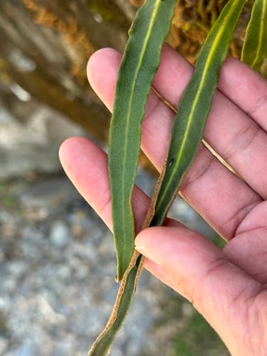Pyrrosia porosa — photo