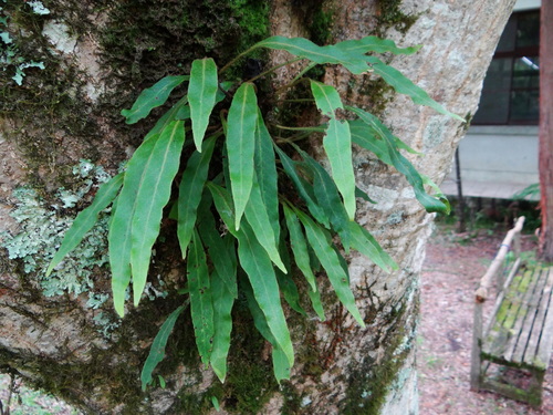 Pyrrosia porosa