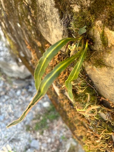 Pyrrosia porosa — photo
