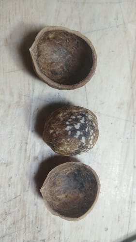 Pyrularia edulis (Oil bottle gourd) — photo