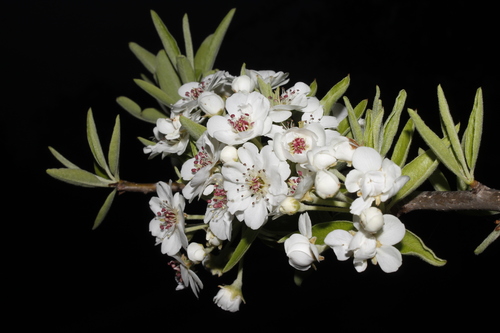 Pyrus amygdaliformis