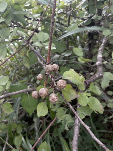 Pyrus betulifolia (Birch-leaved pear) — photo