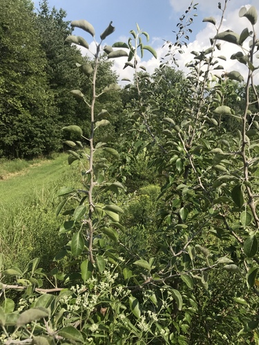 Pyrus betulifolia (Birch-leaved pear) — photo