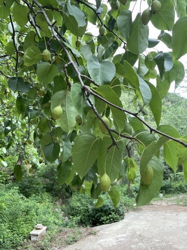 Pyrus bretschneideri (Chinese white pear) — photo
