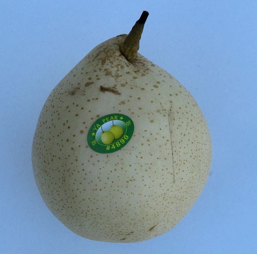 Pyrus bretschneideri (Chinese white pear) — photo