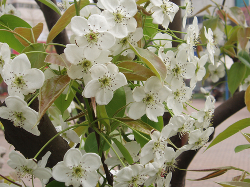 Pyrus bretschneideri