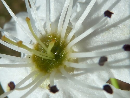 Pyrus calleryana