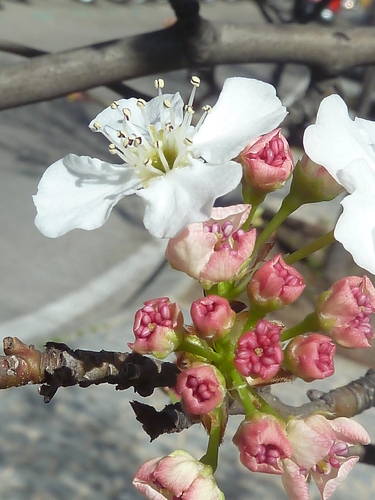 Pyrus calleryana (Callery pear) — photo