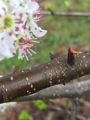 Pyrus calleryana var. dimorphophylla