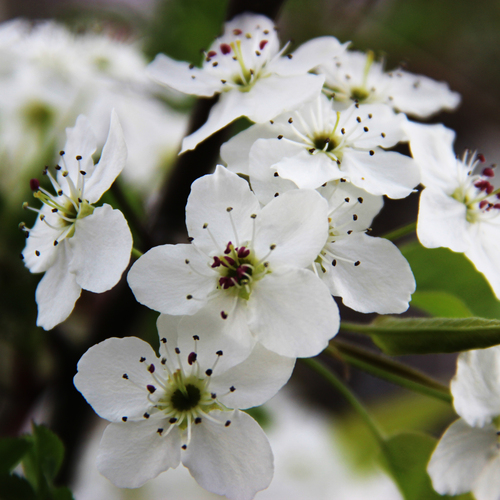 Pyrus calleryana (Callery pear) — photo