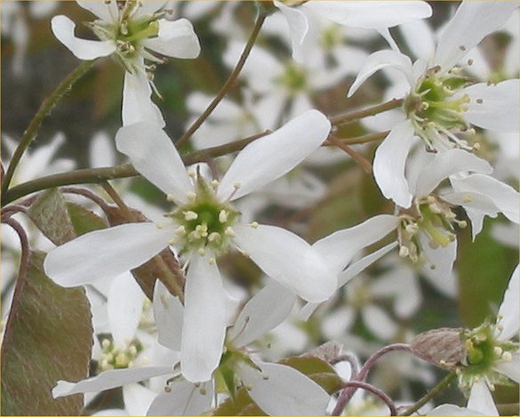 Pyrus canadensis (Serviceberry) — photo