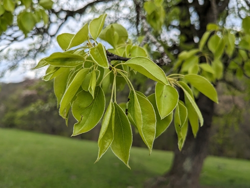 Pyrus caucasica — photo