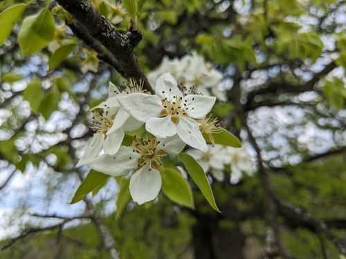Pyrus caucasica — photo