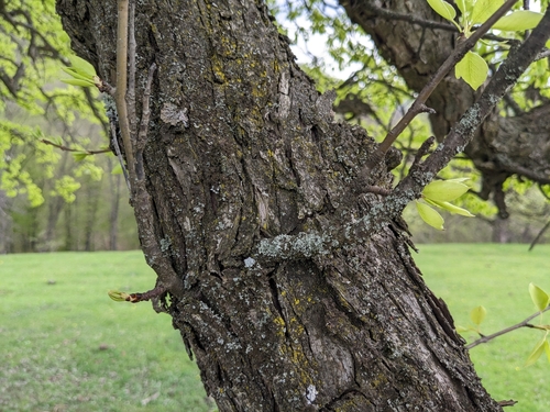 Pyrus caucasica