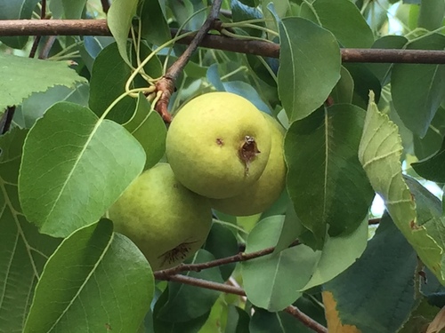 Pyrus communis (Pear) — photo