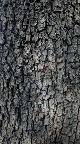 Pyrus communis (Pear) — photo