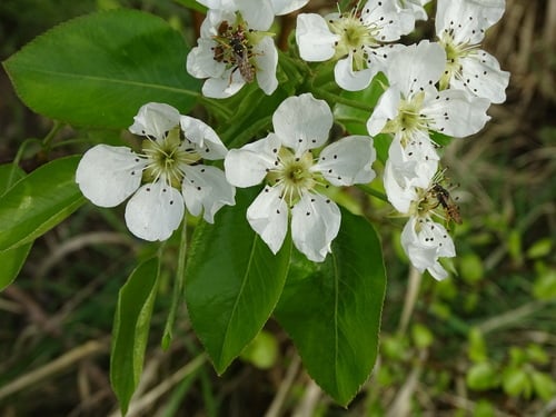 Pyrus communis