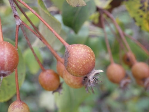 Pyrus cordata (Plymouth pear) — photo