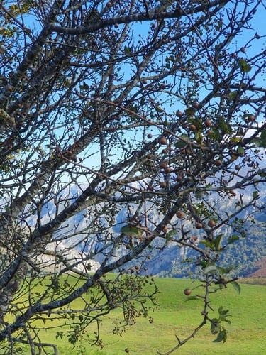 Pyrus cordata (Plymouth pear) — photo