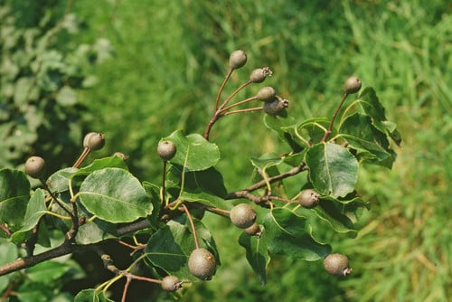 Pyrus cordata