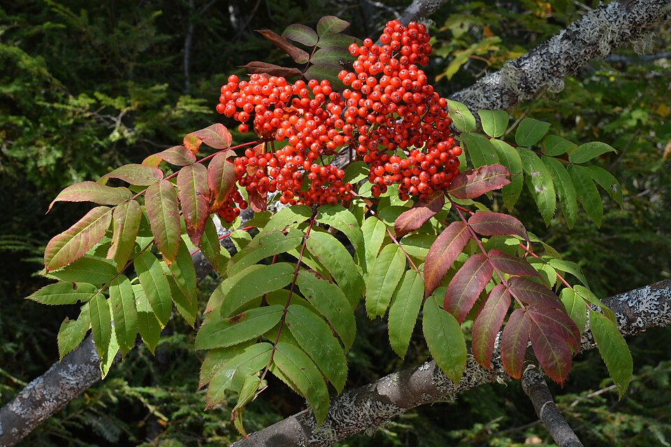 Pyrus decora (Showy mountain ash) — photo