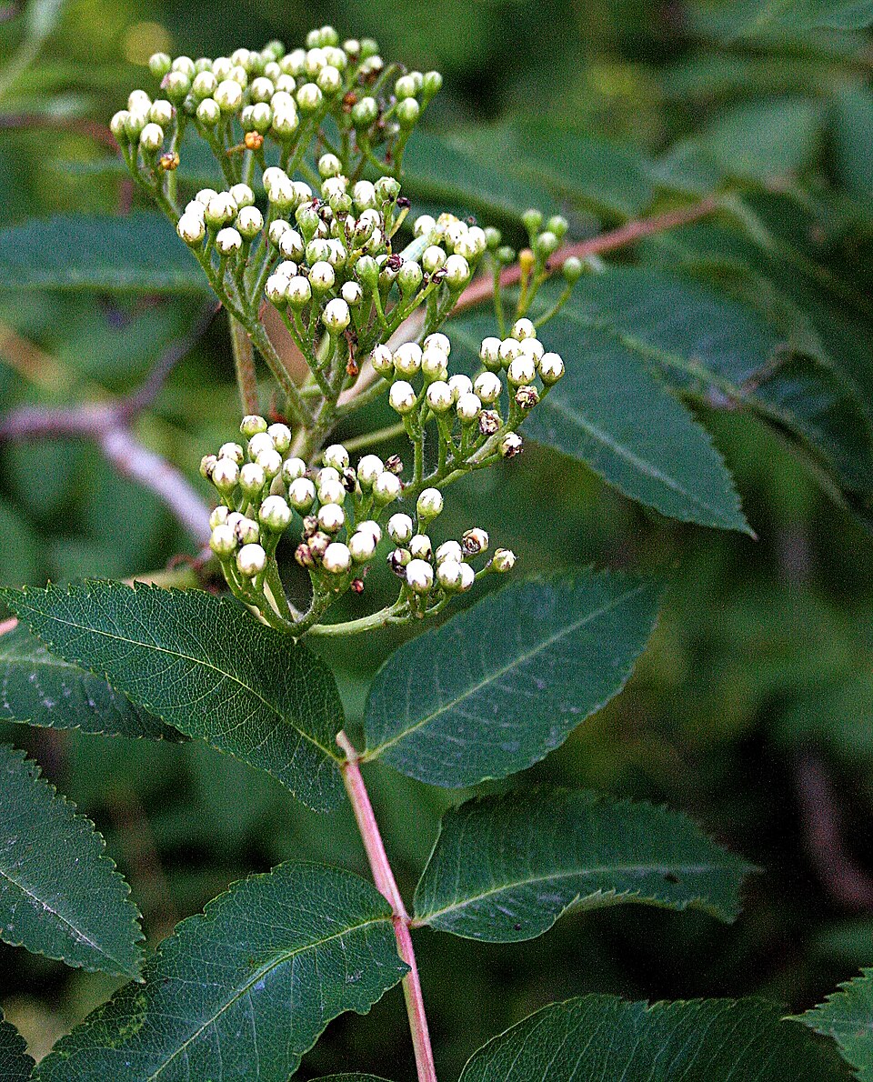 Pyrus decora