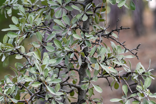Pyrus elaeagnifolia subsp. bulgarica — photo