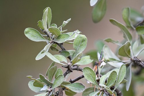 Pyrus elaeagnifolia
