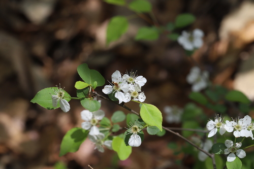 Pyrus fauriei — photo