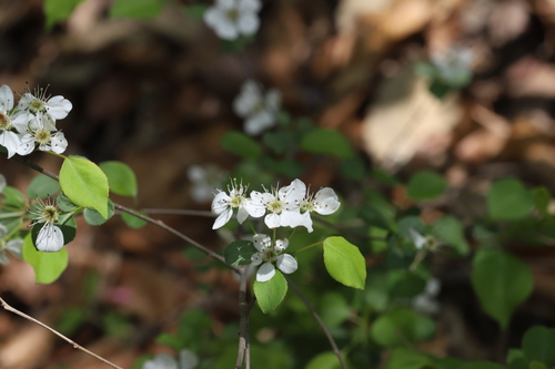Pyrus fauriei