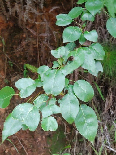 Pyrus koehnei — photo